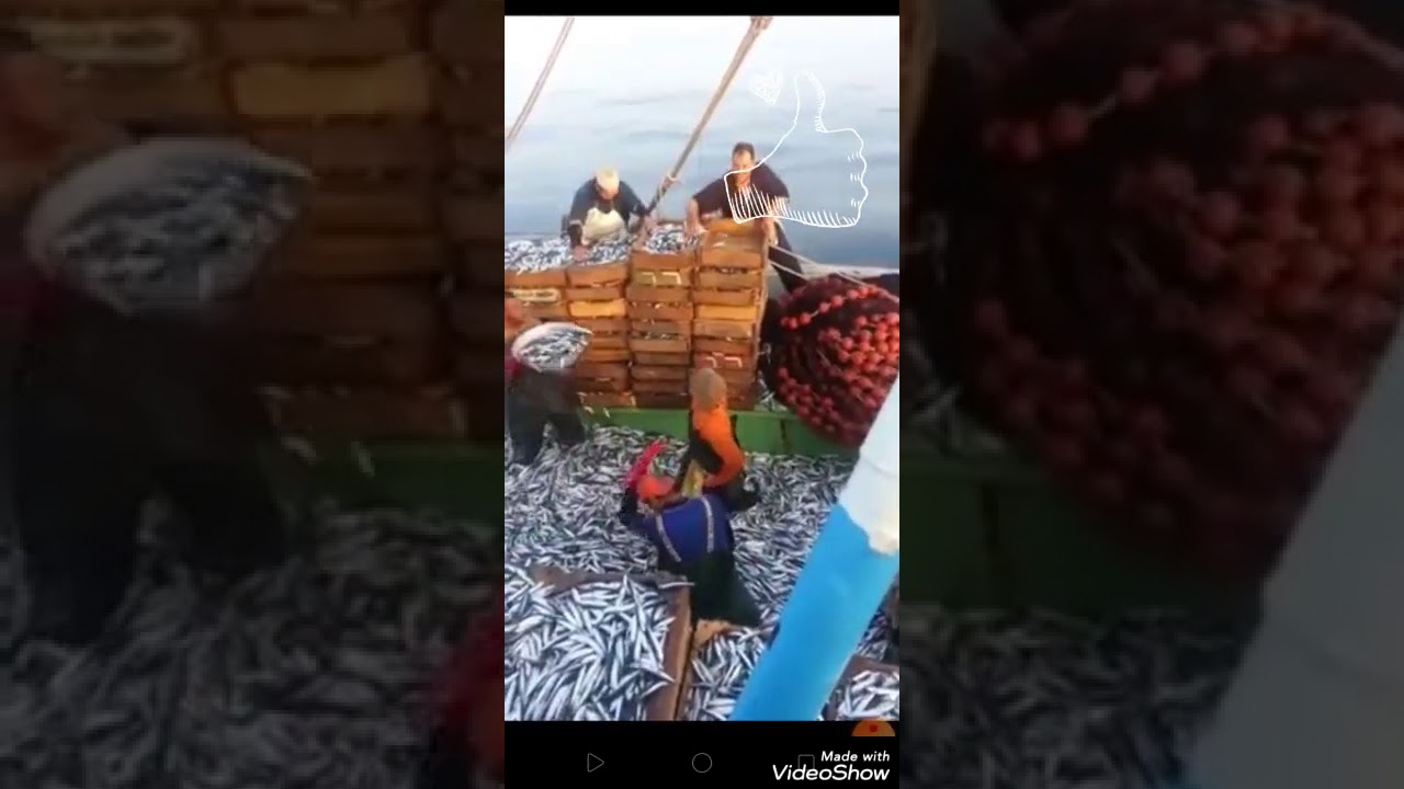 مركب صيد سردين بورسعيد ورزق ربنا كتييير وملهوش مثيل