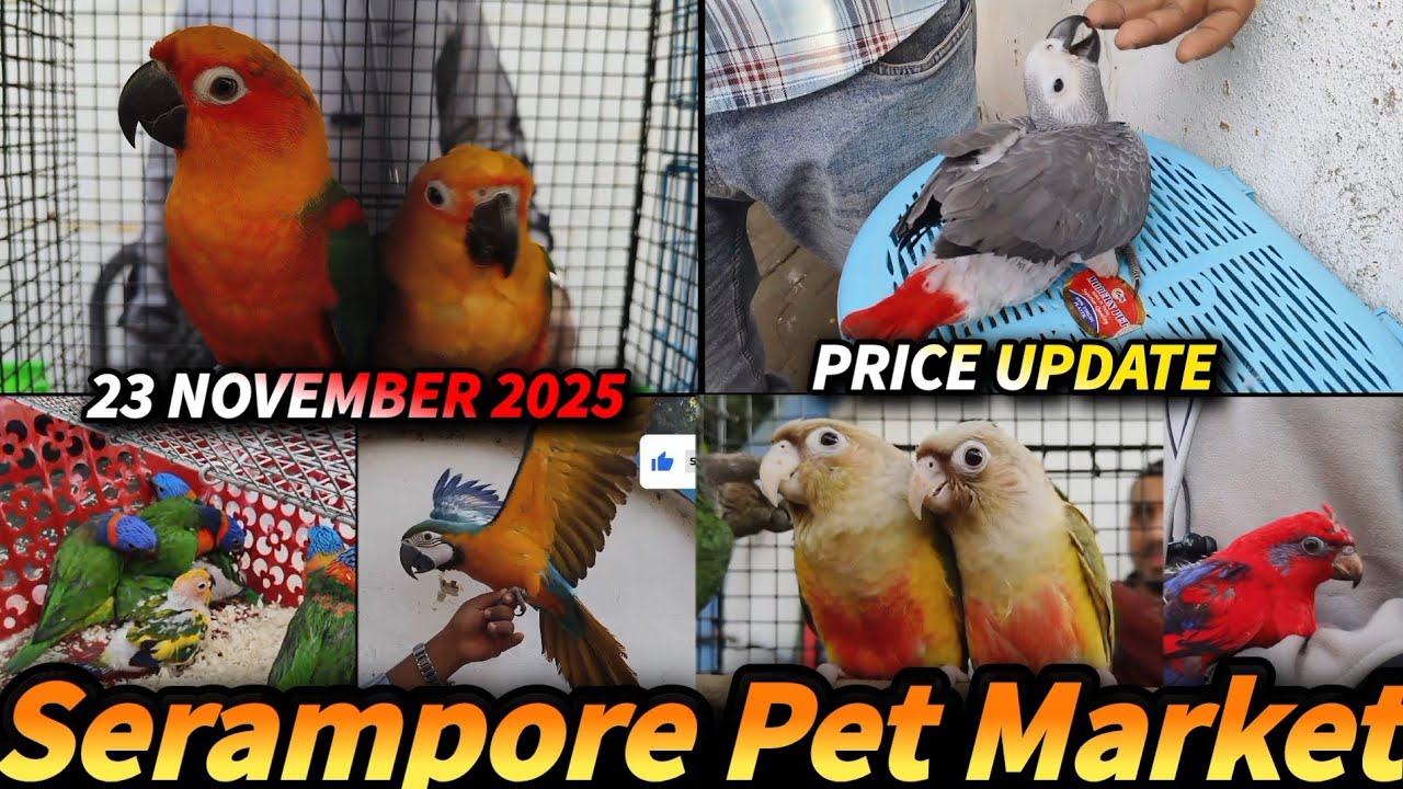 Macaw & African Grey Baby Arrived in Serampore Pet Market|Latest Price & Full Details |Parrot Sachin