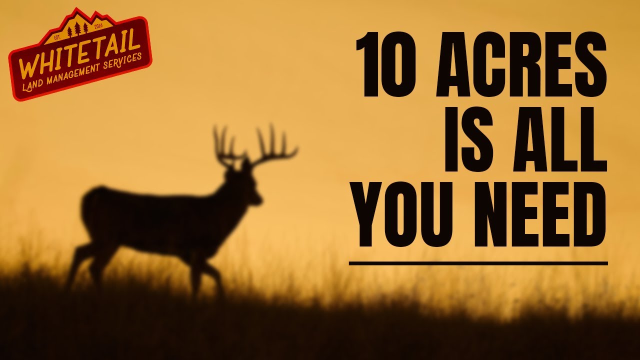 HOW TO KILL A BUCK ON 10 ACRES | Every Year!!