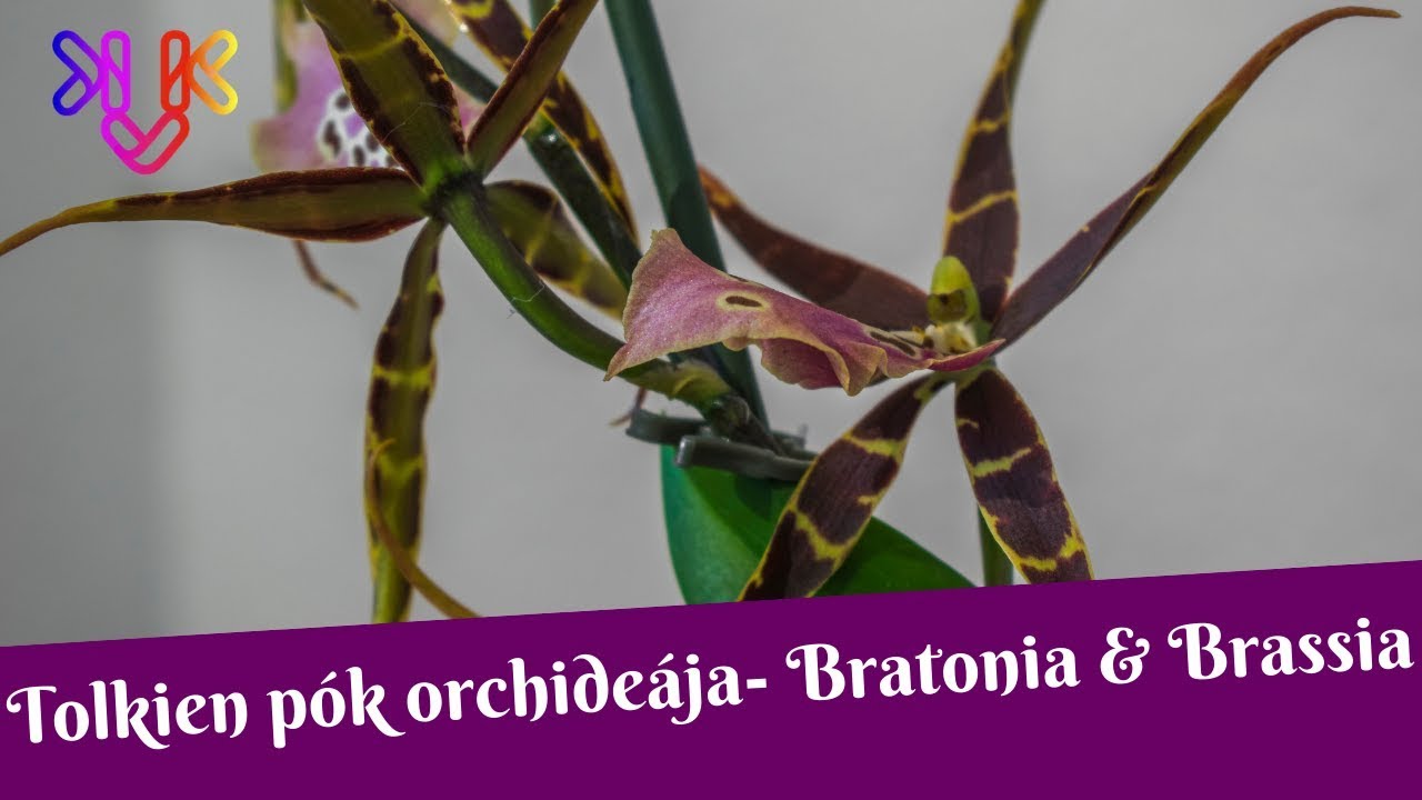 Bratonia orchidea és a Brassia orchideák gondozása | Különleges orchideák (Tolkien pók orchideája)