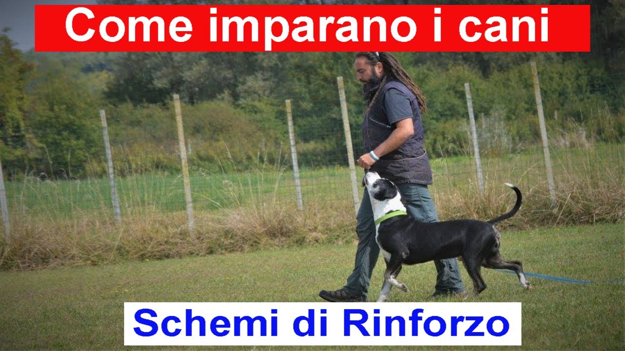 Come imparano i cani #4. Schemi di rinforzo