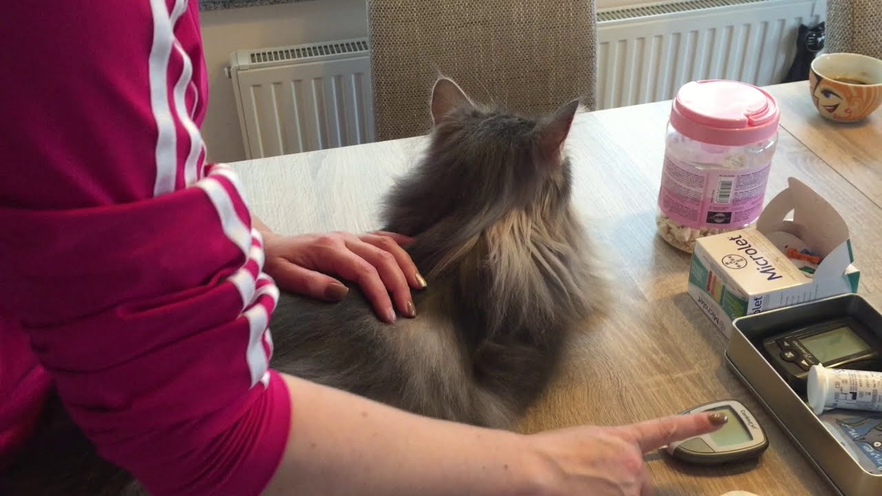 Blutzucker messen bei der Katze