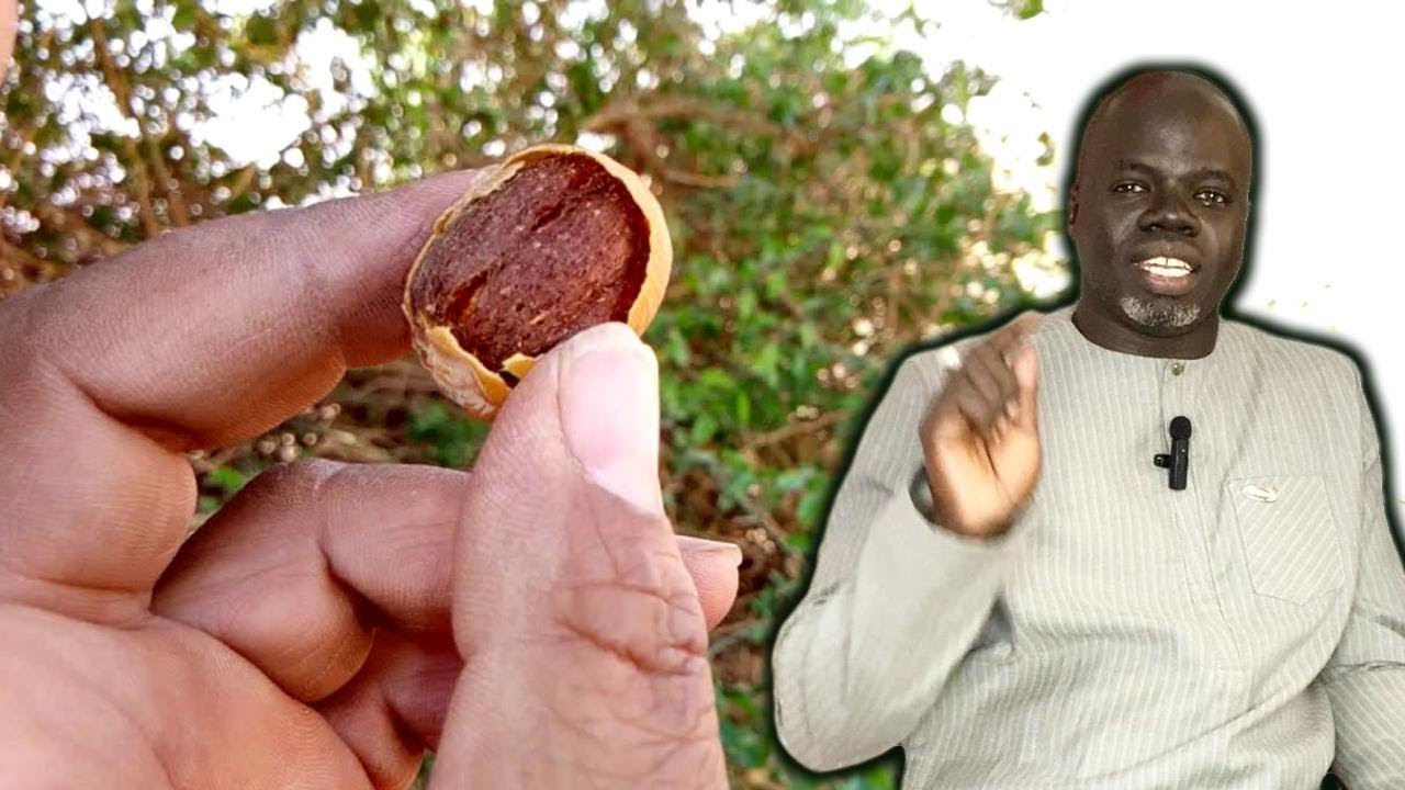 Ndiarignou Soumpe ( Balanites Aegyptiaca ) Pr Ousmane Ndiaye - SAMA XALAAT TV
