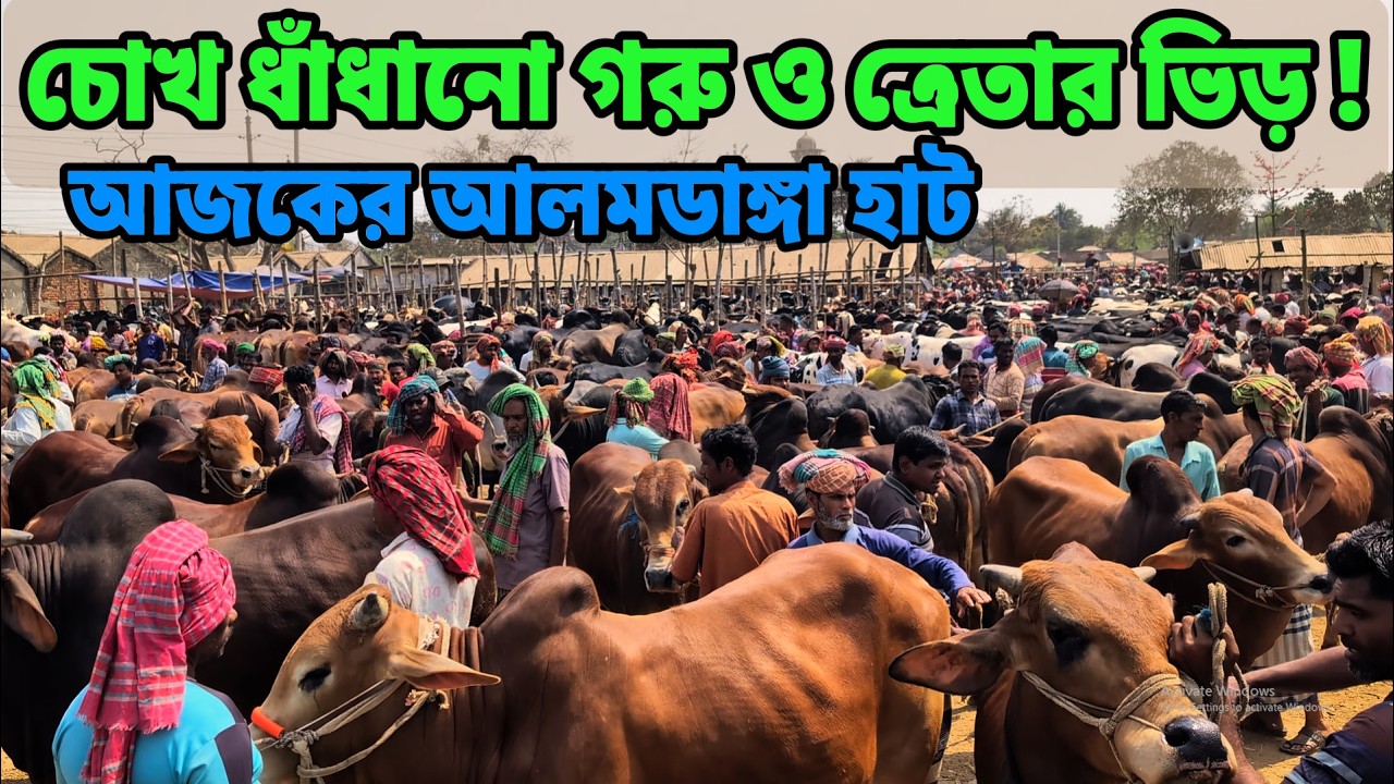 আলমডাঙ্গা হাটের আজকের আকর্ষণ – চোখ ধাঁধানো গরু ও ক্রেতা ভিড়! Today Alomdanga Cattle market Update.