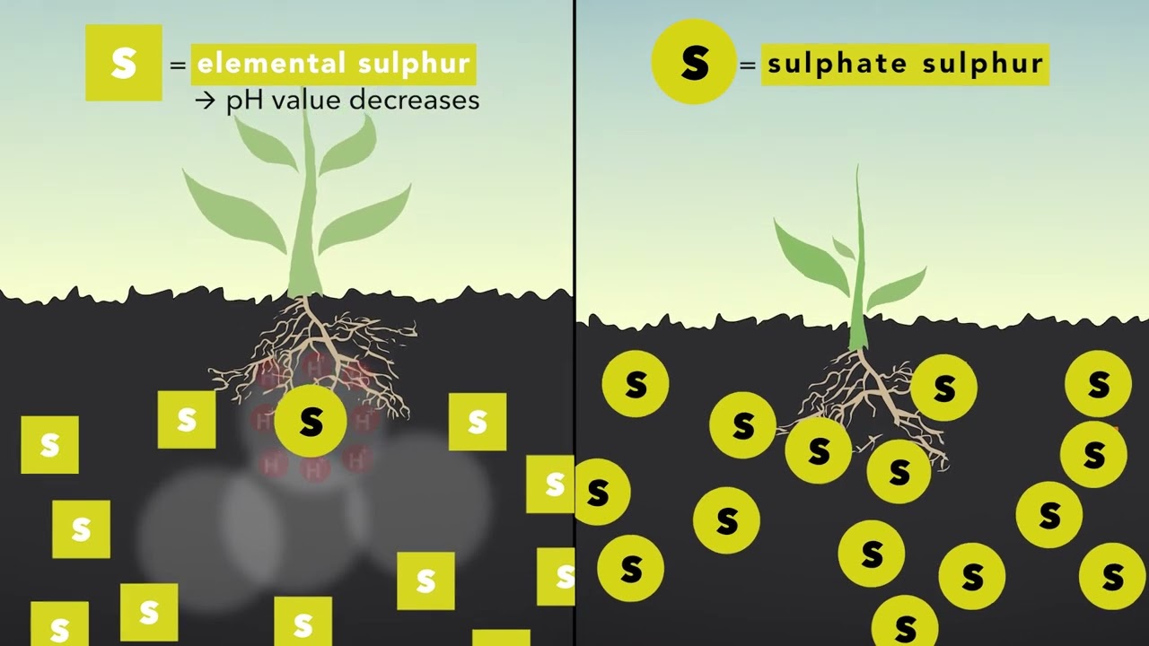 KALI Academy: Which form of sulphur do plants absorb?