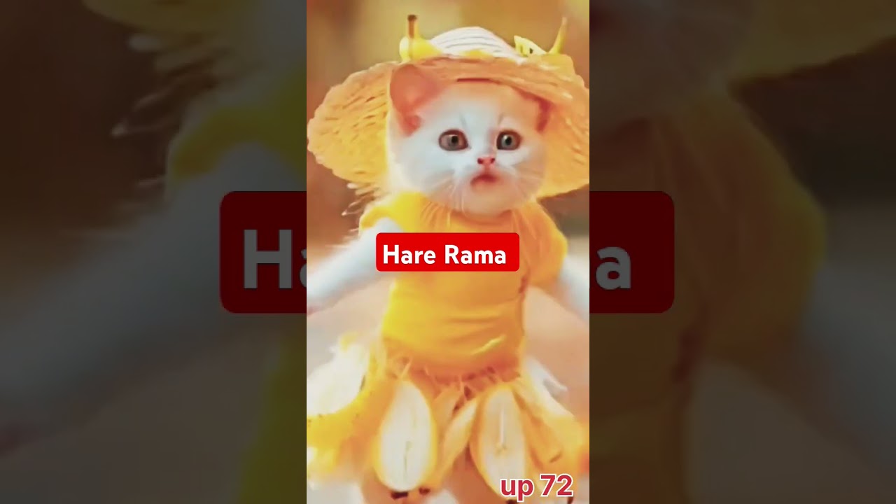 Caut Cat vairal saund Hare Rama hare Krishna #cat #election #indiaelects #electioncommissioner