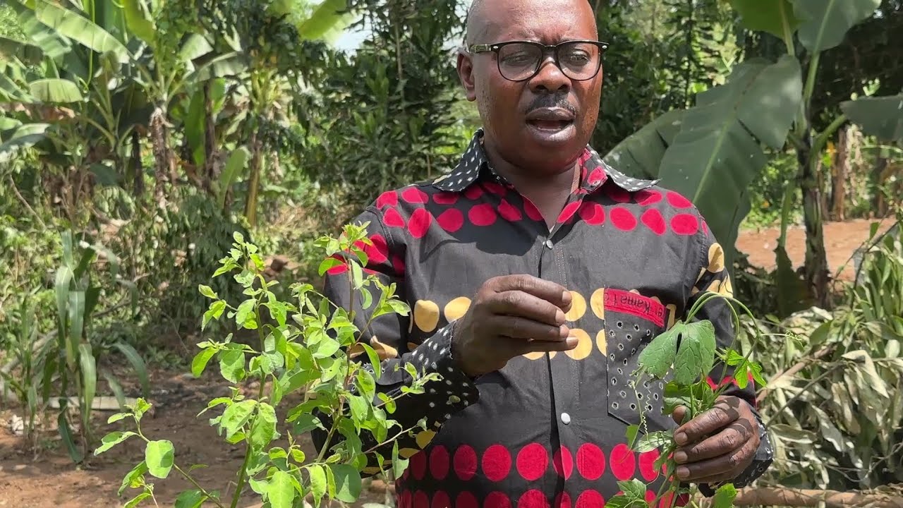 Kabakula n'akambula bikugoba ebisilaani.