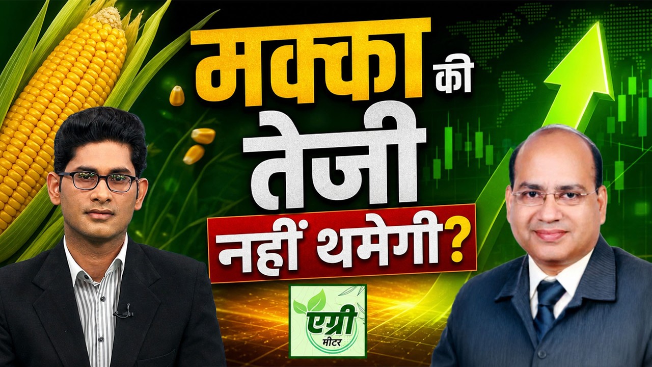 Maize Price Outlook: अप्रैल-मई में कैसे रहे मक्का (Maize) एक्सपोर्ट के आंकड़े?