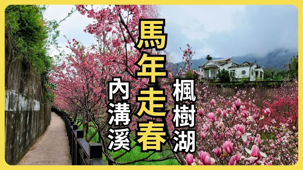 馬年走春｜市區賞櫻，溪畔漫步，去看長在樹上的蓮花
