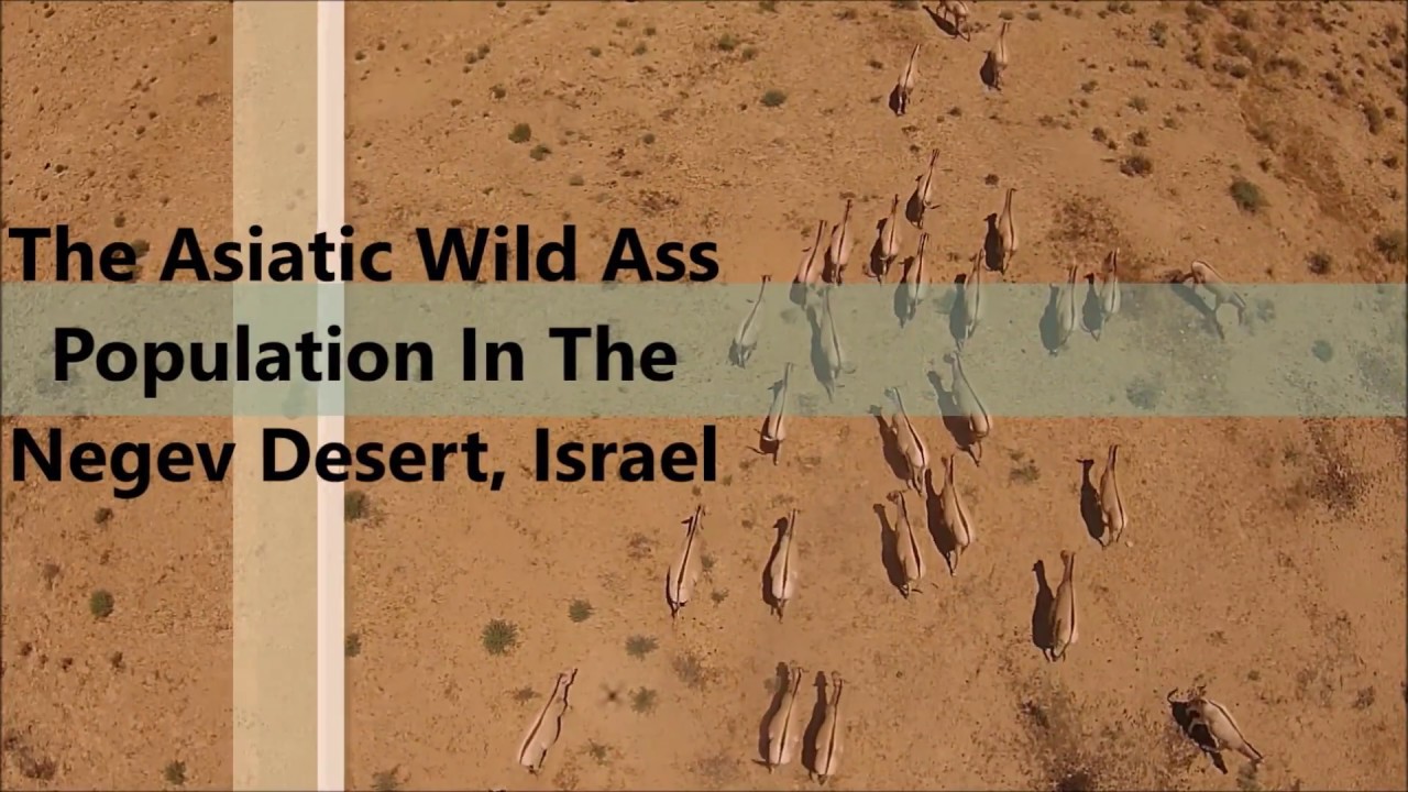 Asiatic wild ass population in the Negev desert