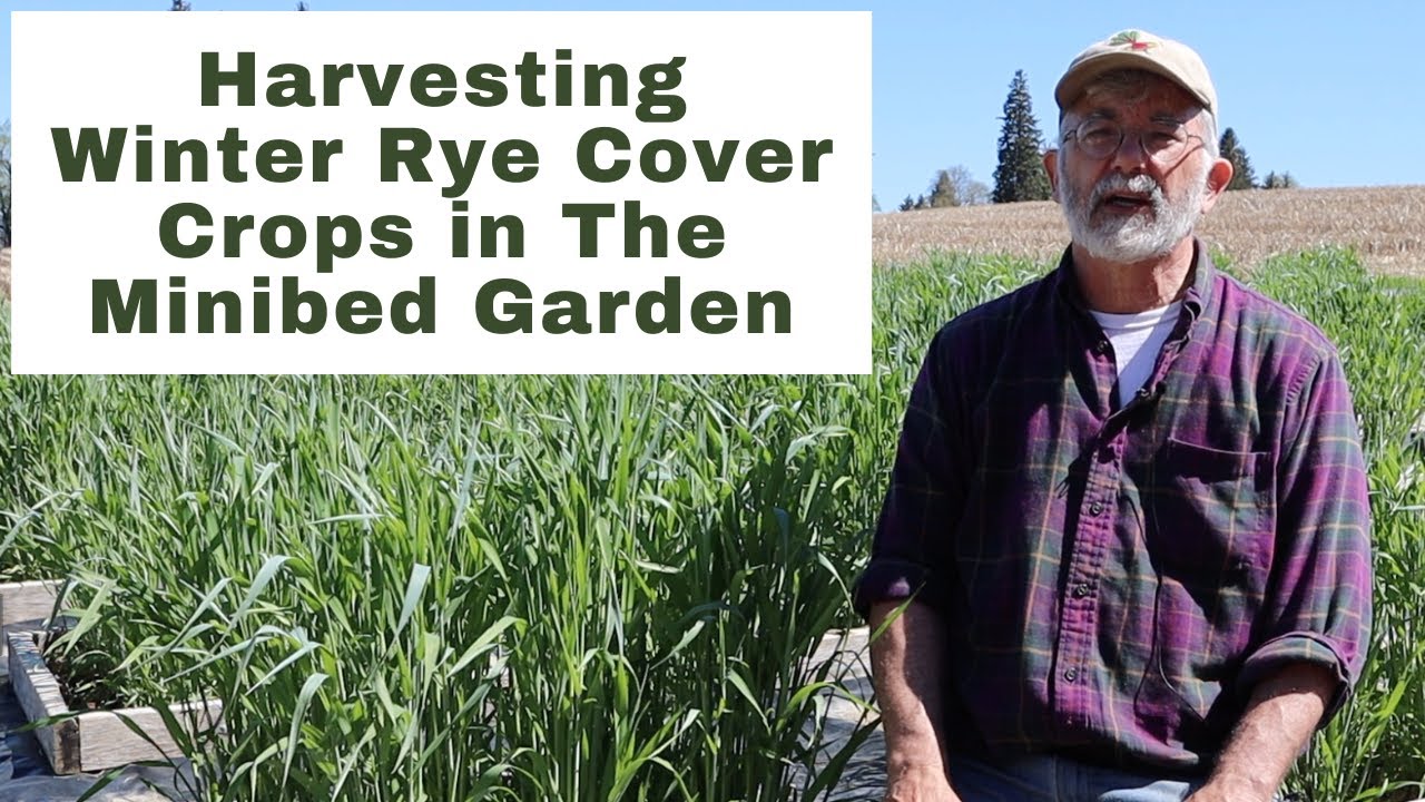 Harvesting Winter Rye Cover Crops in the Minibed Garden