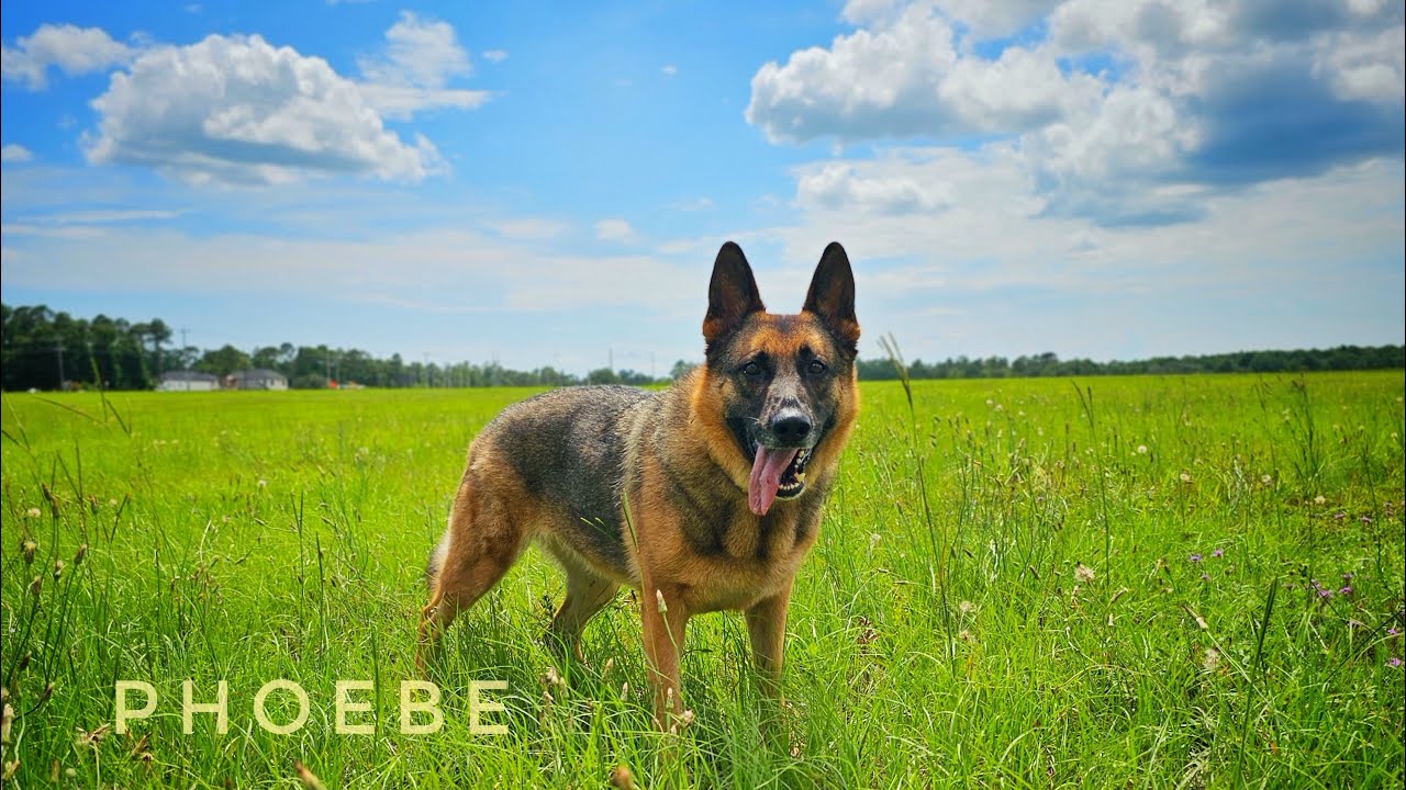 3yo German Shepherd (Phoebe) Community K9 | Best Dog Trainers in Florida