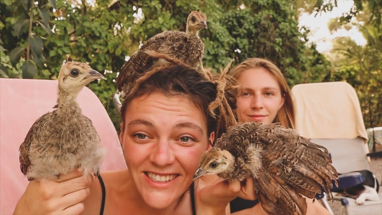 Cría de Pavo Real Como Mascota - Cuidados, Alimentación, Consejos, Machos vs. Hembras - Mes 1