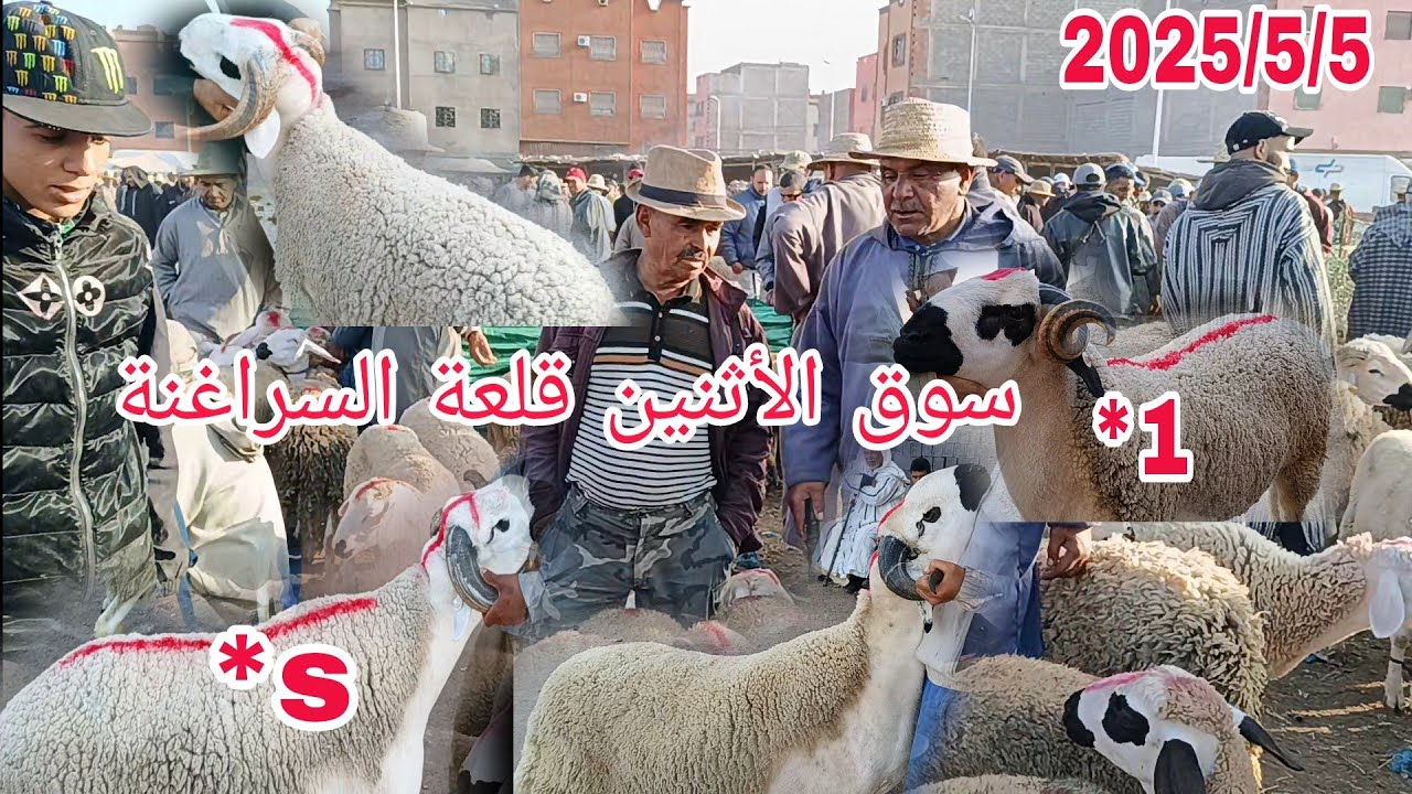 أجي تشوف معايا سوق الأثنين قلعة السراغنة بتاريخ 2025/5/5 مع أتمنة خروف وخروفة والله يرحمنا برحمته