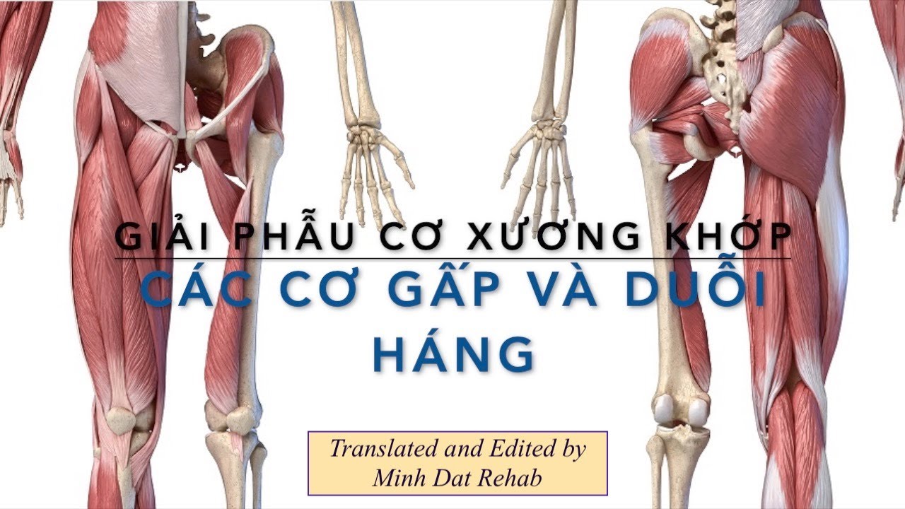 Giải phẫu Chi dưới: Các Cơ Gấp và Duỗi Háng