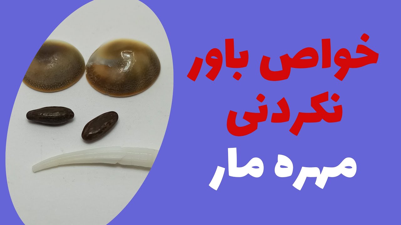 خواص مهره مار و راههای تشخیص آن برای ارتباطات و مذاکره