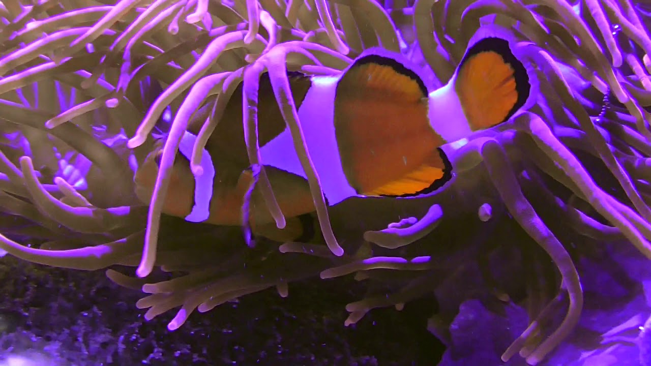 Symbiose Clownfisch NEMO und Anemone HAUS DES MEERES 2019