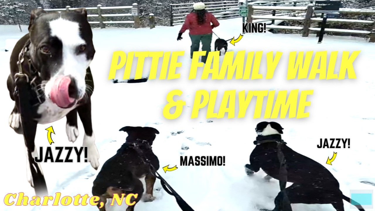 HAPPY PITTIES in their FIRST BIG SNOW | Fitness
