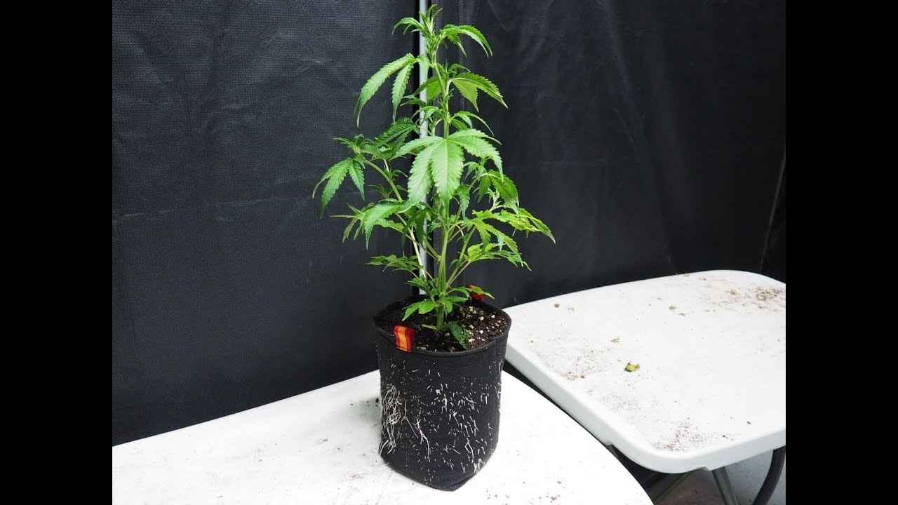 New Advanced Pots for Higher Cannabis Production - ExpoGrow 2017,Spain