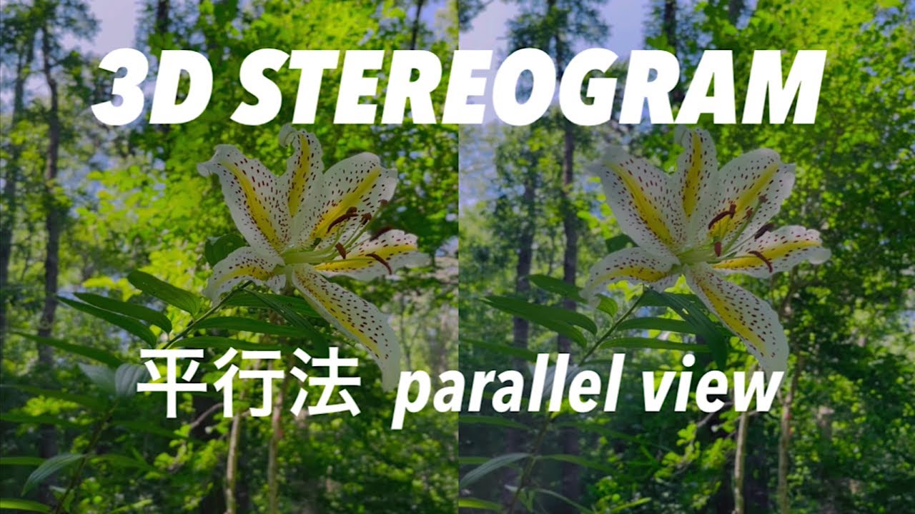 STEREOGRAM (Parallel View 3D) | 平行法☆ステレオグラム | P19 STEREOSCOPIC