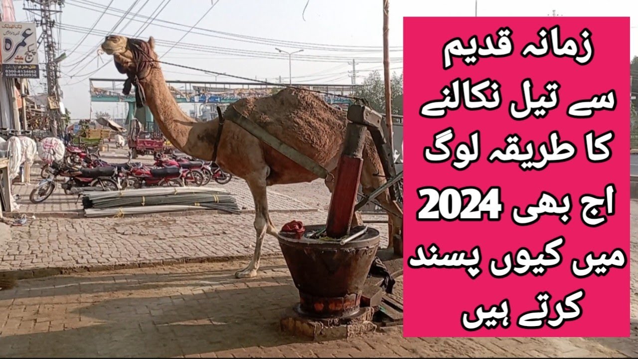 کولو کا تیل تیل نکالنے کا قدیم ترین طریقہ Kolo oil is the oldest method of oil extraction