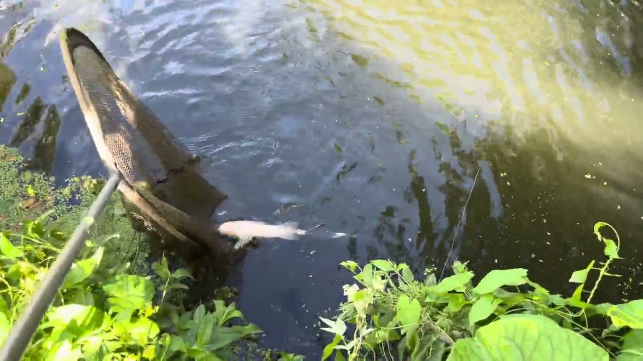 Joov trip 350 (a nice evening to be quivertipping with sweetcorn in a very low and clear river)
