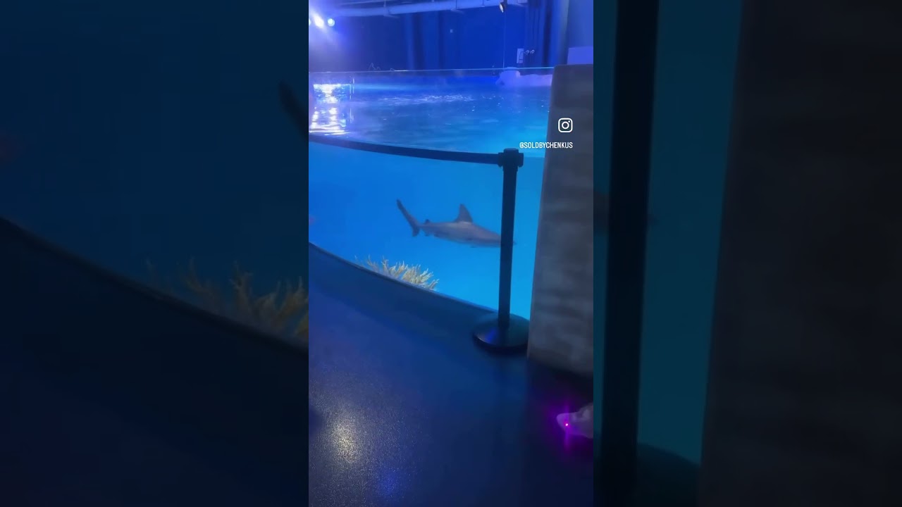 Explore the new MOTE Aquarium at UTC- Just Minutes from Lakewood Ranch! 🐠