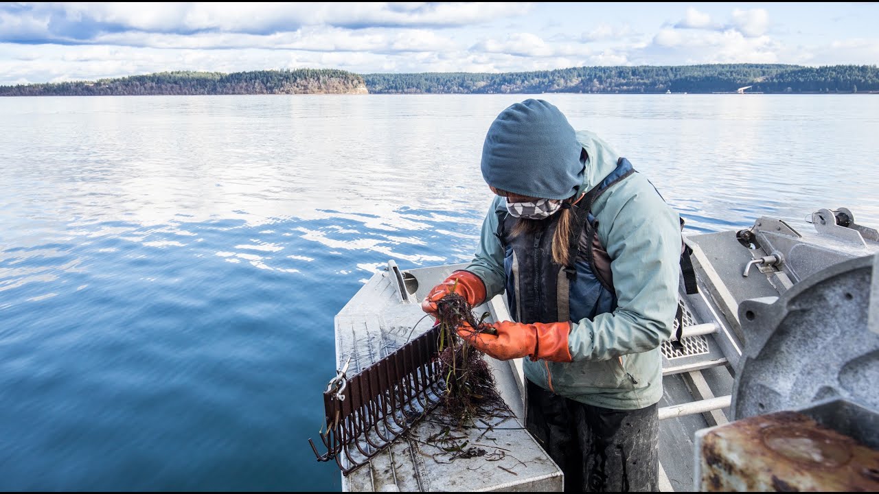 Reviving Indigenous Knowledge for Salmon in the Nisqually Estuary