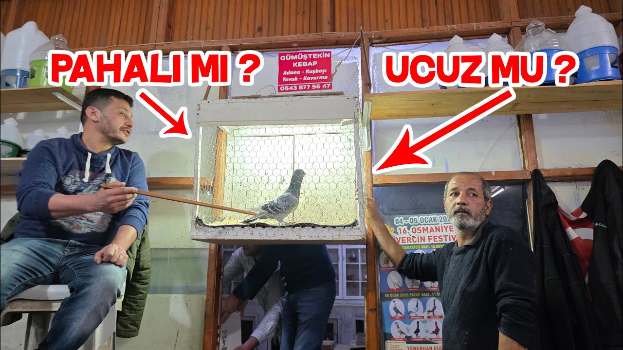 Askeri Güvercin İhalesine Gittim 