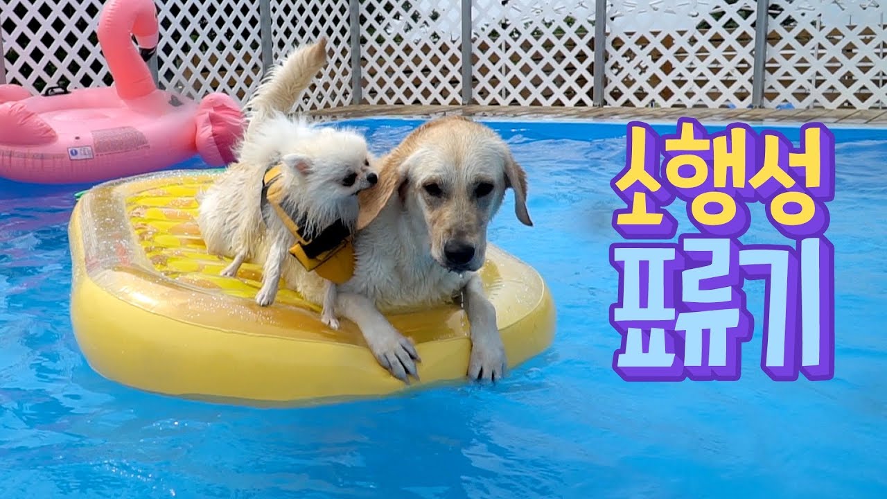 소행성 표류기 🌊 수영장에서 대형튜브로 신나게 놀아요 🐥