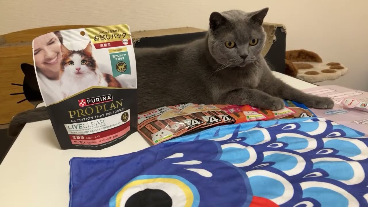ペット王国で買ったもの ＃ブリティッシュショートヘアー