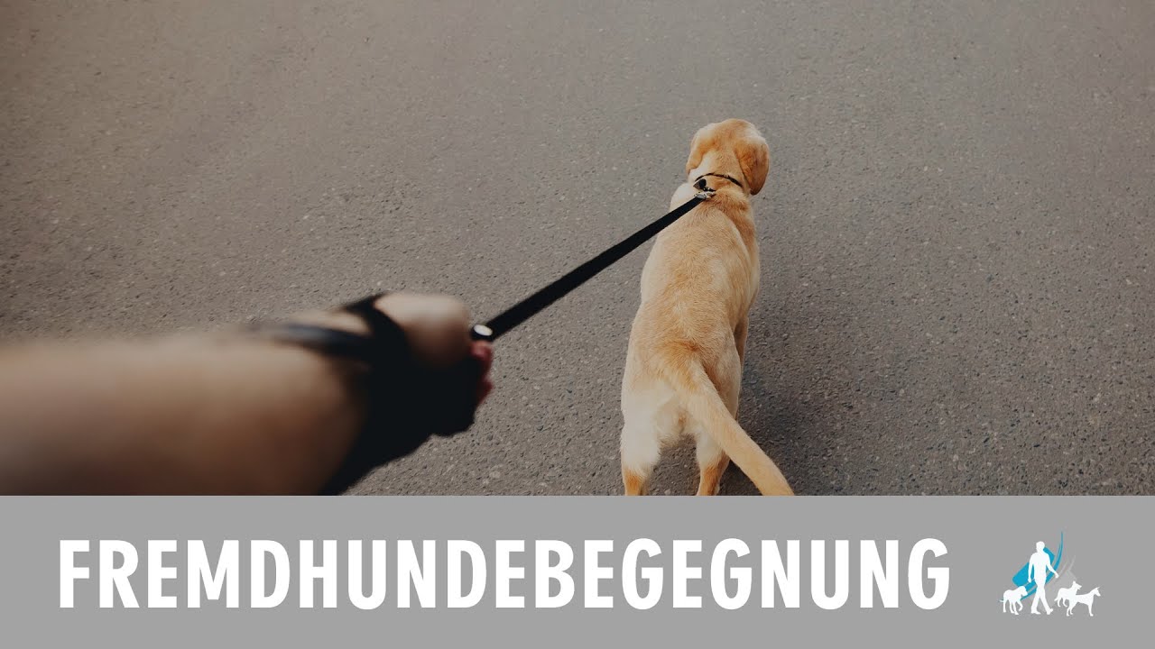 Fremdhundebegegnung- wo fängt man eigentlich an zu trainieren?