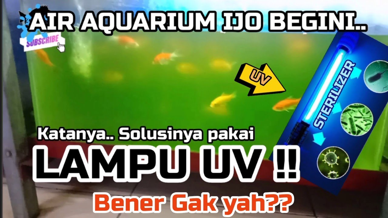 Review dan Test Lampu UV di Aquarium. Apakah Bisa menghilangkan Lumut ?? [ kang Jaer Channel ]