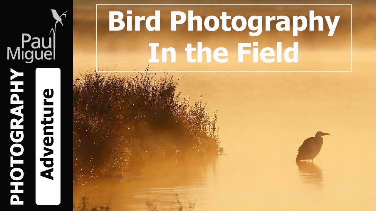 Bird Photography in the Field - Photography Tips & Techniques (Canon DSLR Camera)