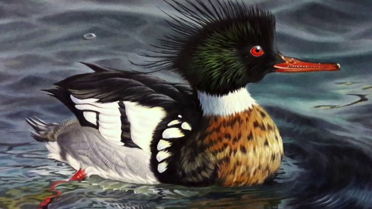 Painting Ducks - The evolution of an oil painted duck stamp