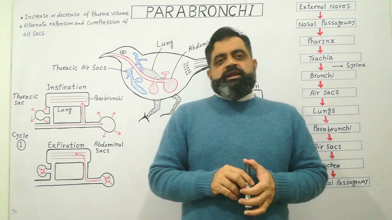 Respiration in Birds English medium @prof.masoodfuzail|  Parabronchi | Breathing in Birds