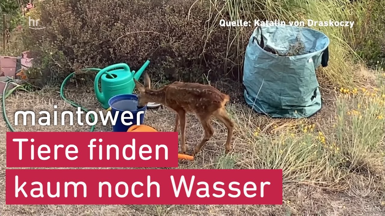 Wenn die D&uuml;rre zur Gefahr wird, was die Trockenheit anrichtet | maintower