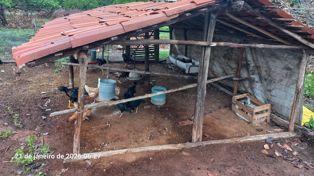 Aves em galinheiro simples, mudei minhas aves de galinheiro #chacaragirassol#