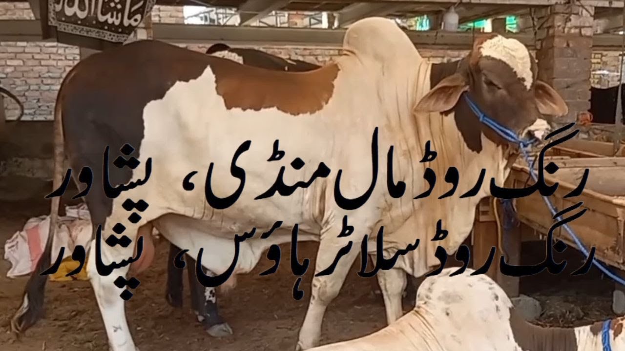 Ring Road Mandi Peshawar 2025 🐄🐃🐐🐑🥩, #beef #bakramandi  210525,
