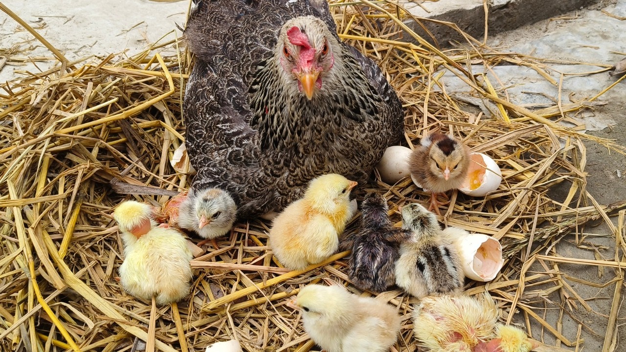 Backyard Chickens Lifestyle | Broody Hen Hatching Chicken Eggs at Home🐔🥚🐣