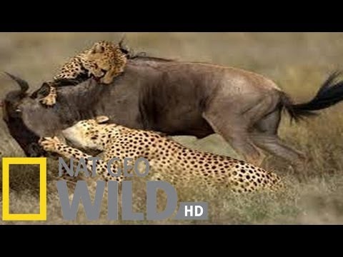 National Geographic -Built For The Kill - The Killer Cats - Wildlife Documentary