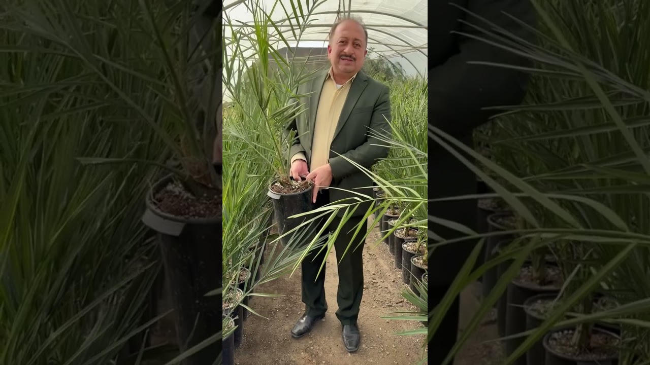 مبادرة شركة البشير العالمية لبيع فسائل النخيل النسيجي. 