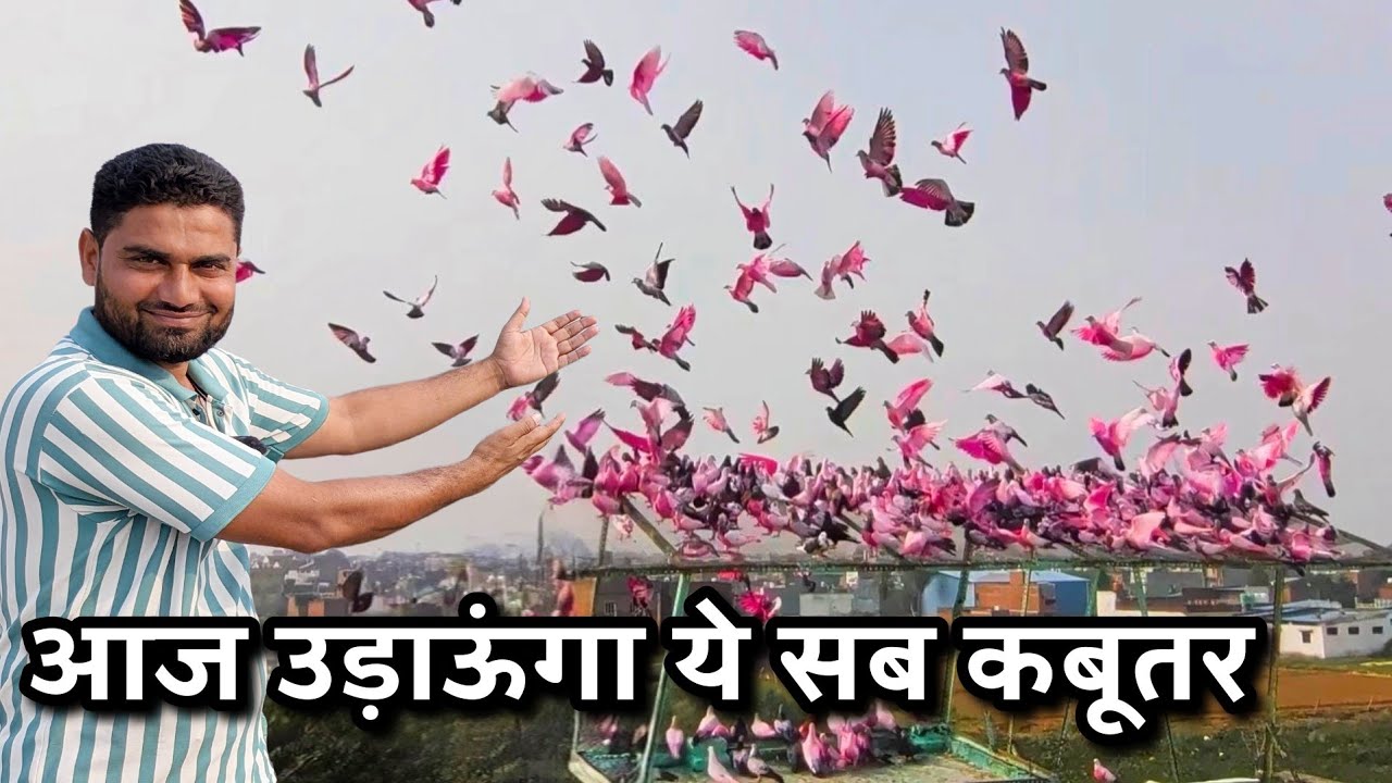 Altaf Bhai showed the flag to the pigeons - The Home Sanctuary