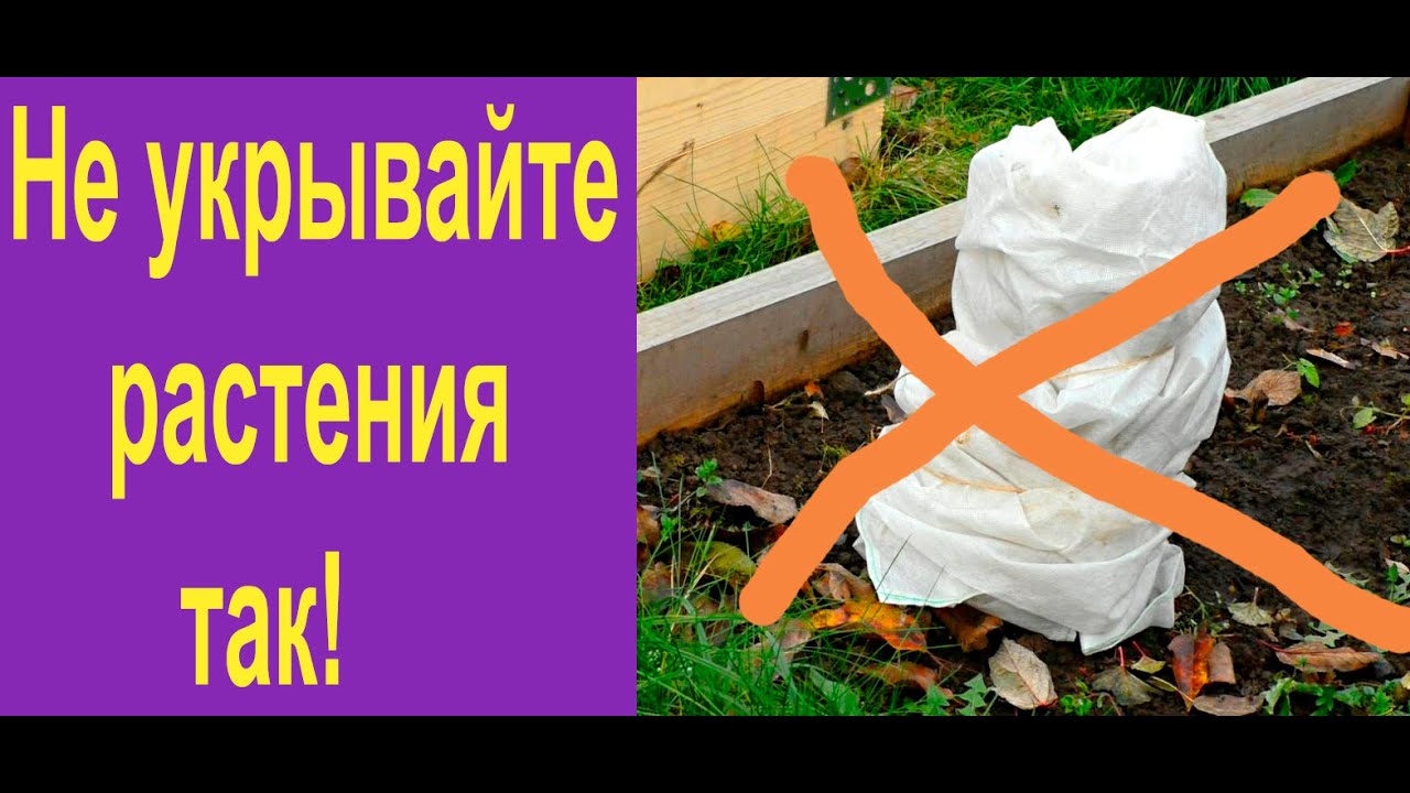 Как лучше укрыть растения на зиму