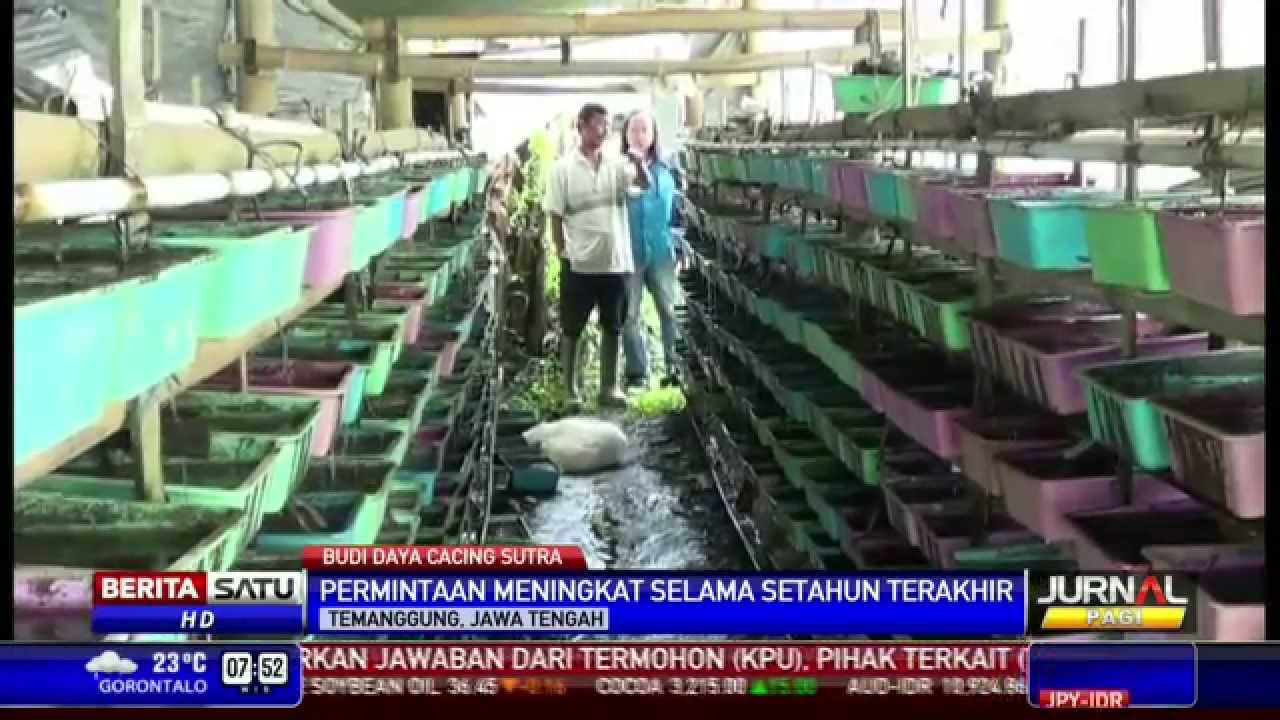 Budidaya Cacing Sutra Organik, Unik dan Menguntungkan