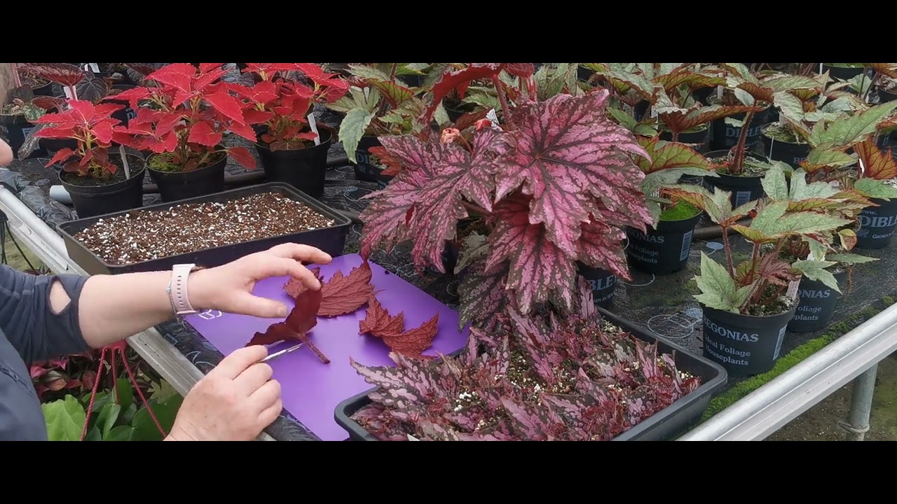 Dibleys Nurseries - how to take Begonia Rex leaf cuttings