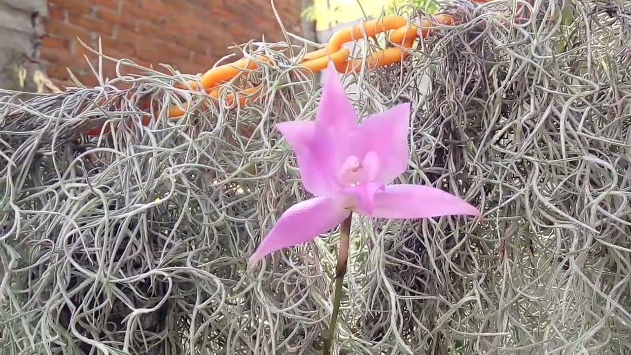 Laelia furfuracea