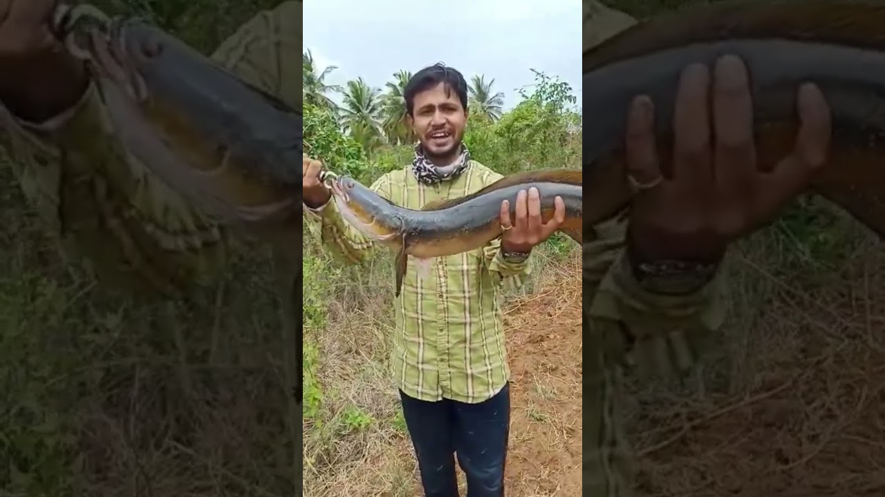 snakehead fish catch 3.8kg marel fish catch #shorts