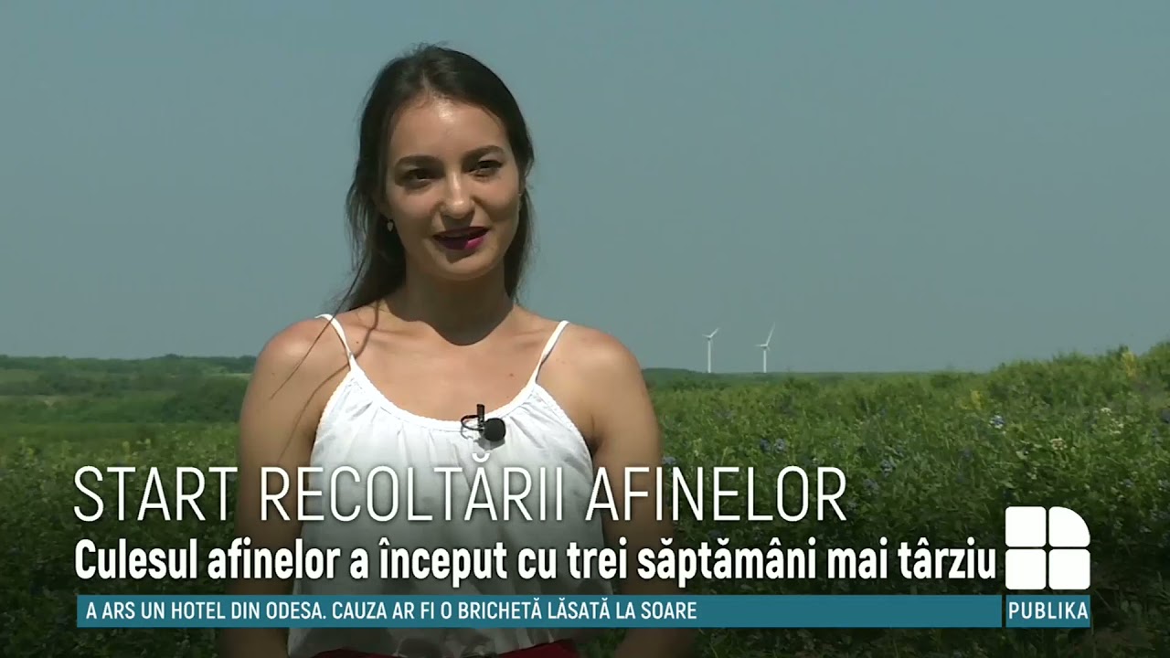 Agricultorii au dat start recoltării afinelor