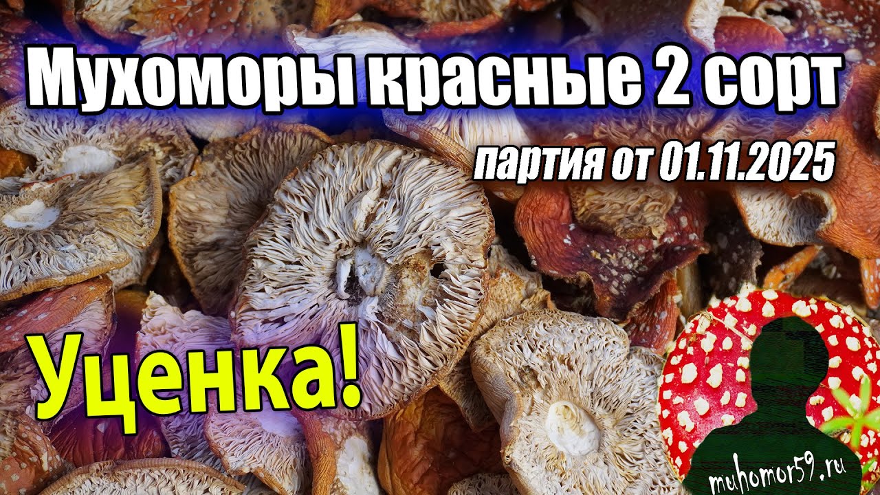 Мухоморы с уценкой - новая партия красных мухоморов 2 сорта